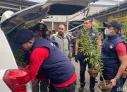 Warga Bandung Tanam Ganja di Rooftop Rumah, Benihnya Dibawa dari California