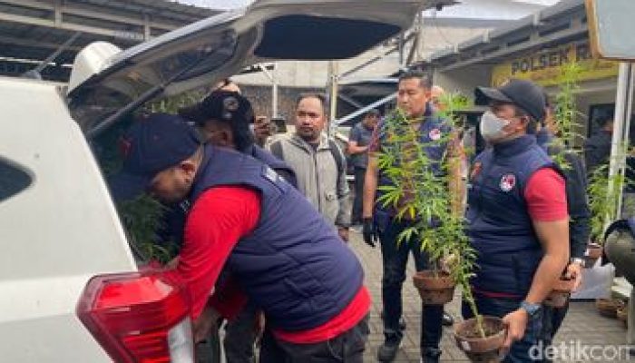 Warga Bandung Tanam Ganja di Rooftop Rumah, Benihnya Dibawa dari California